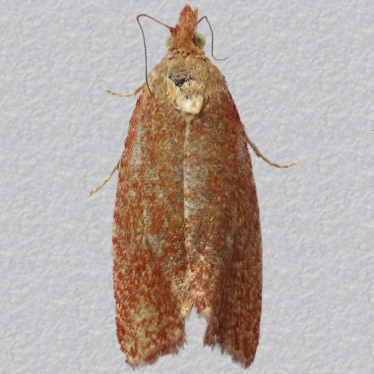 Top - 1