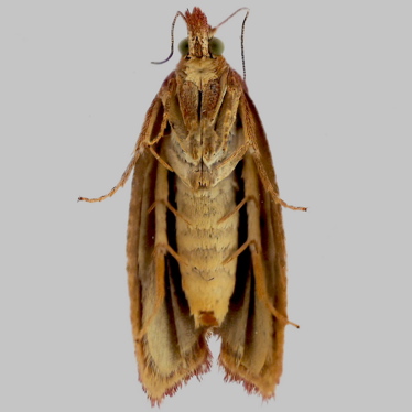 Alternate view