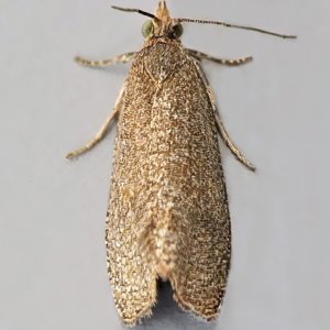 Image of Rufous Marble - Celypha rufana*