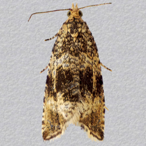 Image of Common Marble - Celypha lacunana