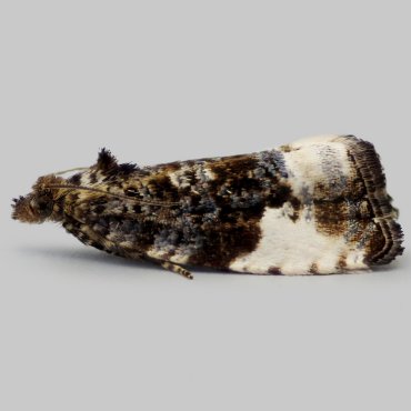 Picture of Plum Tortrix - Hedya pruniana