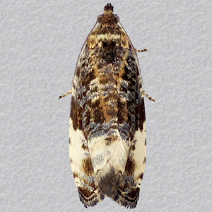 Image of Plum Tortrix - Hedya pruniana