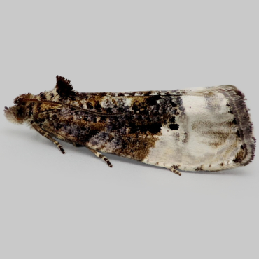 Picture of Marbled Orchard Tortrix - Hedya nubiferana*