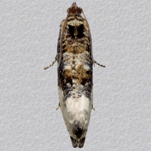 Image of Marbled Orchard Tortrix - Hedya nubiferana*