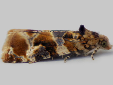 Left profile