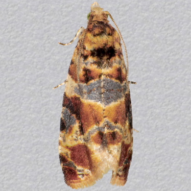 Top - 2