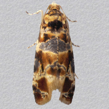 Top - 1