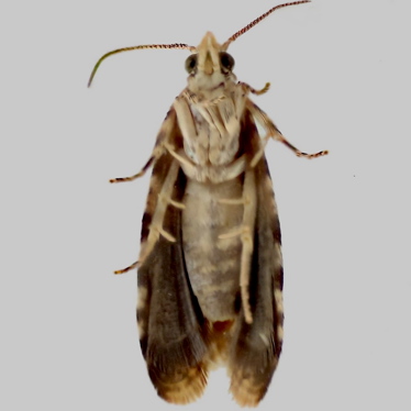 Alternate view