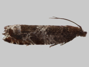 Left profile - 2