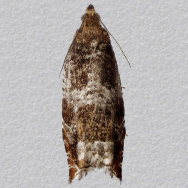 Top - 2