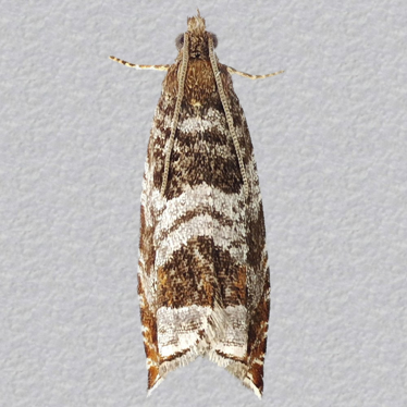 Top - 3