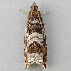 Image of Triangle-marked Roller - Ancylis achatana