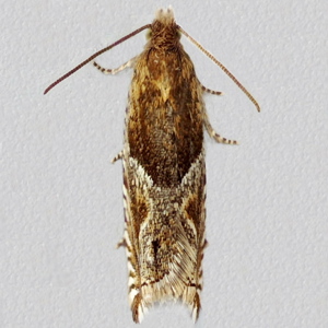 Image of Least Hook-wing - Ancylis comptana*