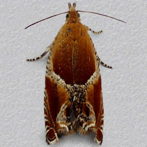 Image of Lesser Hook-wing - Ancylis obtusana*