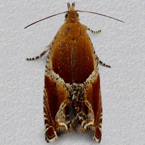 Image of Small Buckthorn Roller - Ancylis obtusana*