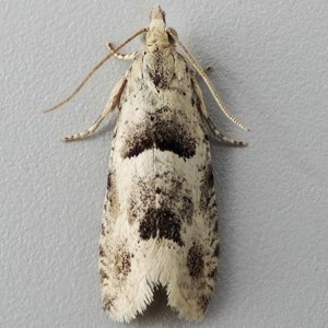 Image of Crescent Tortrix - Epinotia bilunana