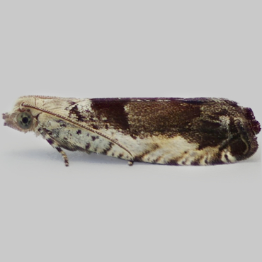 Picture of Small Birch Bell - Epinotia ramella f. costana*