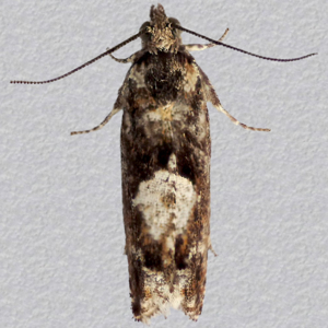 Image of Common Birch Bell - Epinotia immundana*