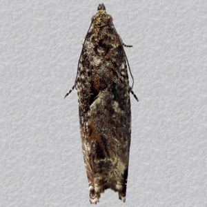 Image of Common Birch Bell - Epinotia immundana*