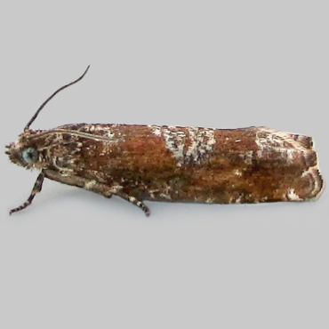 Picture of Square-barred Bell - Epinotia tetraquetrana