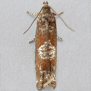 Image of Square-barred Bell - Epinotia tetraquetrana