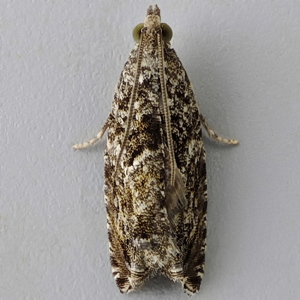 Image of Grey Poplar Bell - Epinotia nisella*