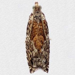 Image of Grey Poplar Bell - Epinotia nisella f. pavonana*