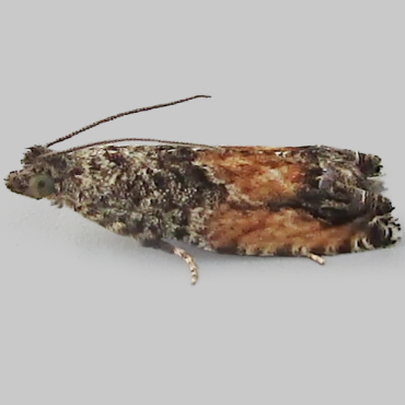 Picture of Grey Poplar Bell - Epinotia nisella f. decorana