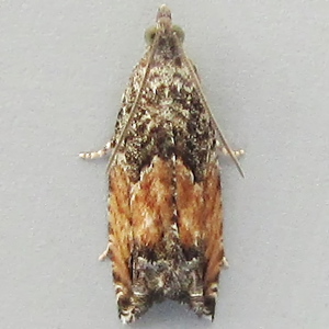 Image of Grey Poplar Bell - Epinotia nisella f. decorana