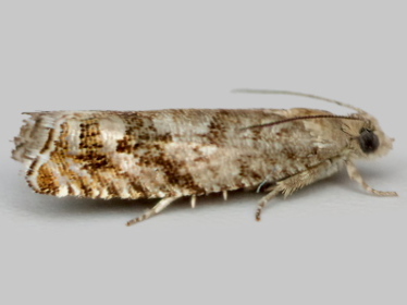 Left profile - 1