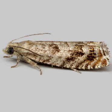 Picture of Brown Elm Tortrix - Epinotia abbreviana
