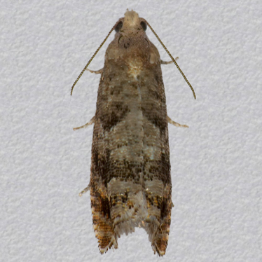 Top - 2