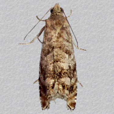Top - 1
