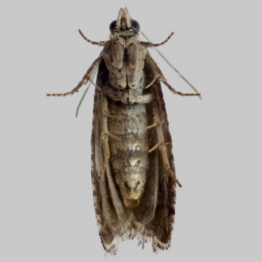 Alternate view