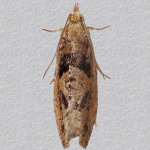 Image of Large Birch Roller - Epinotia brunnichana*