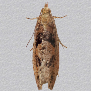 Image of Large Birch Bell - Epinotia brunnichana*