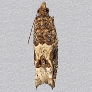 Image of Tree-mallow Tortrix - Crocidosema plebejana*