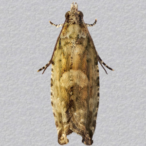 Image of Mottled Oak Tortrix - Zeiraphera isertana