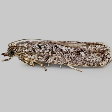 Picture of Larch Tortrix - Zeiraphera griseana*