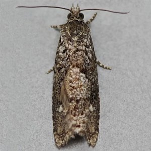 Image of Larch Tortrix - Zeiraphera griseana*