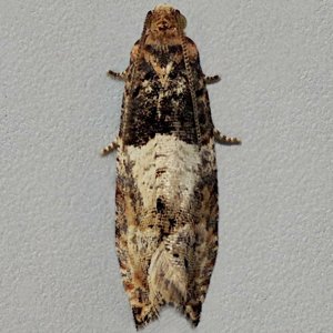 Image of White Cloaked Tortrix - Gypsonoma aceriana*