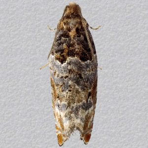 Image of Common Cloaked Tortrix - Gypsonoma dealbana*