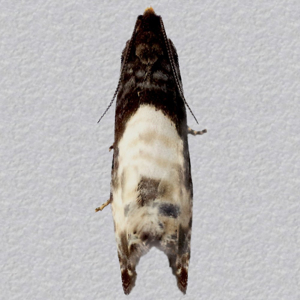 Image of Black Cloak - Notocelia cynosbatella