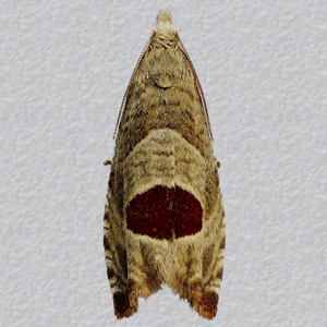 Image of Bramble Shoot Moth - Notocelia uddmanniana