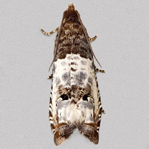 Image of Rose Shoot Moth - Notocelia rosaecolana