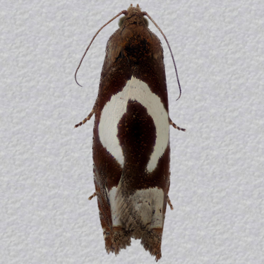 Top - 2