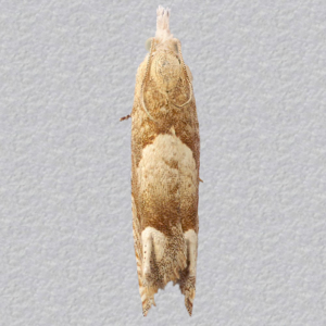 Image of Pale Lettuce Bell - Eucosma conterminana*