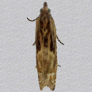 Image of Common Knapweed Tortrix - Eucosma hohenwartiana*