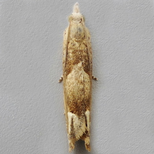 Image of Fulvous Bell - Eucosma fulvana*