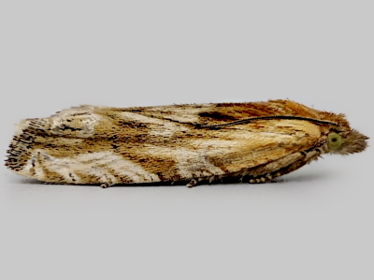 Left profile - 3